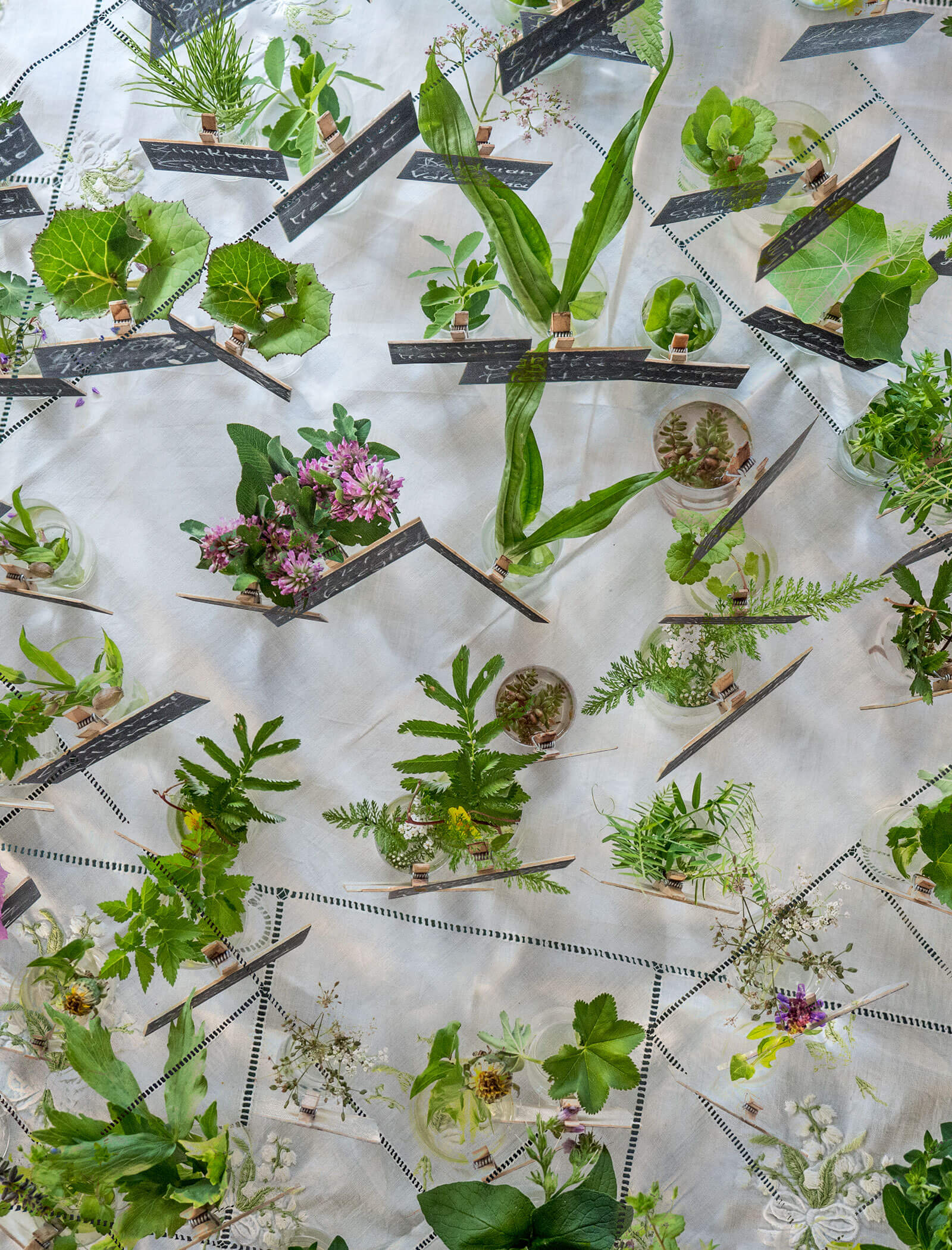 Verschiedene grüne Pflanzen und Blumen in kleinen Behältern auf schrägen Regalen vor einem hellen Hintergrund. - Hotel Moosmair